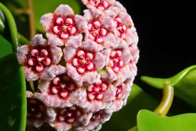 Hoya