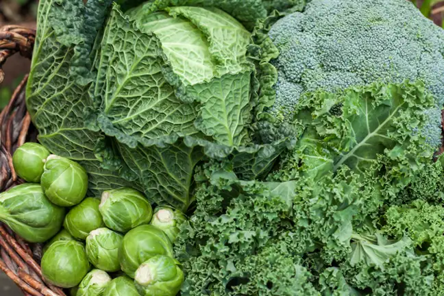 Image Brassica Vegetables Broccoli Cabbage Kale Brussels Sprouts