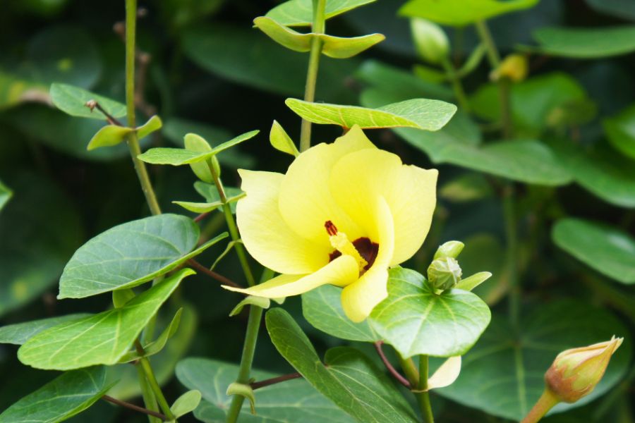 Close up of cottonwood hibiscus flower
