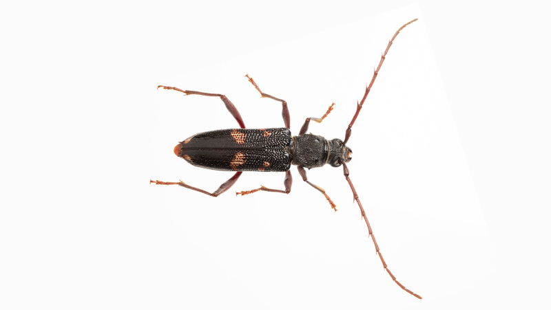 Image above: Adult Longicorn Beetle (Image courtesy of Denis Crawford)