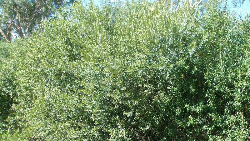 mature African Olive tree