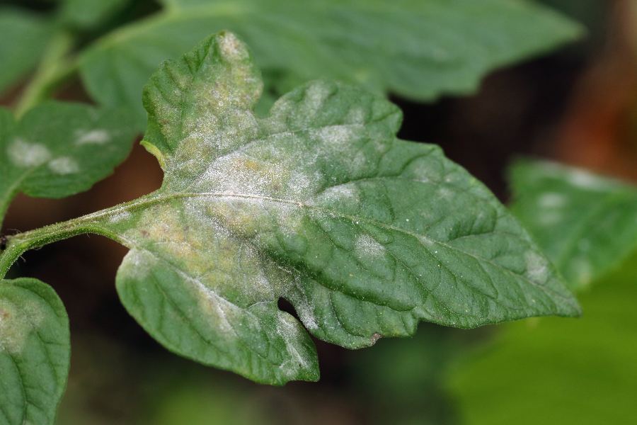 Powdery Mildew Tomato