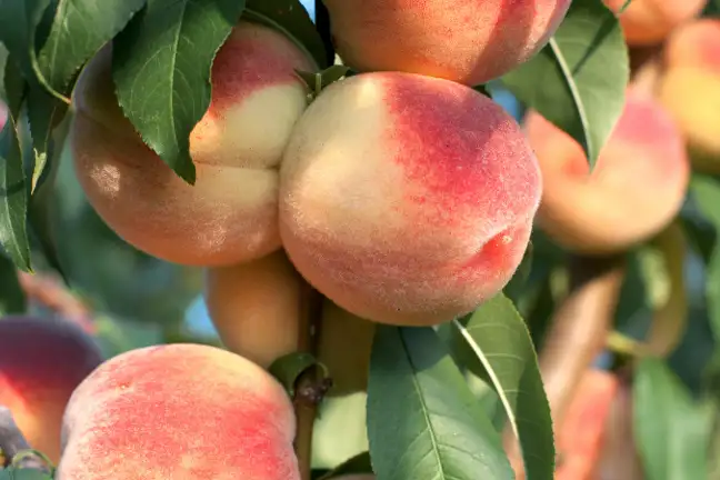 Peach Image