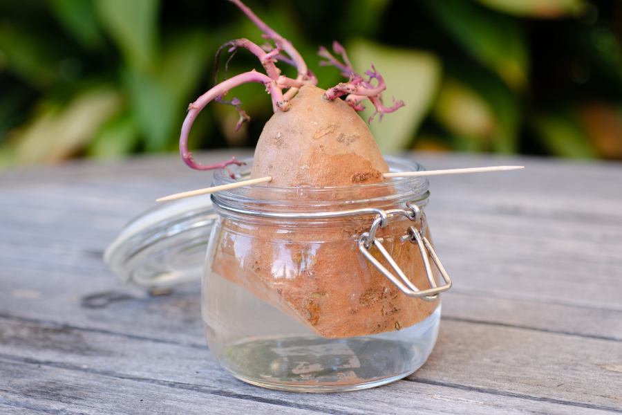Half a Sweet Potato tuber in a jar of water, supported by toothpicks