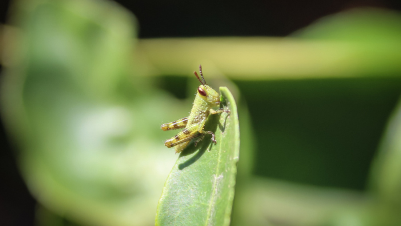 The Giant Grasshopper Nymph 800 451 Px