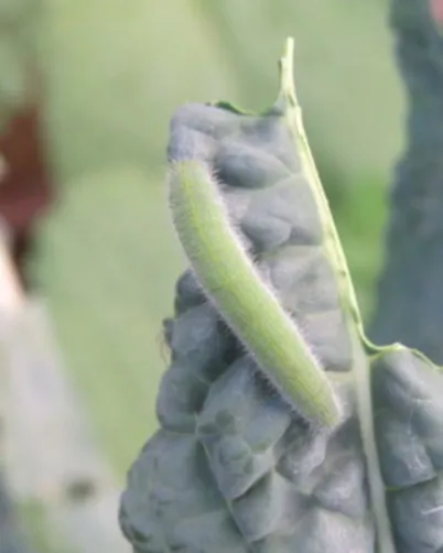Garden Pests