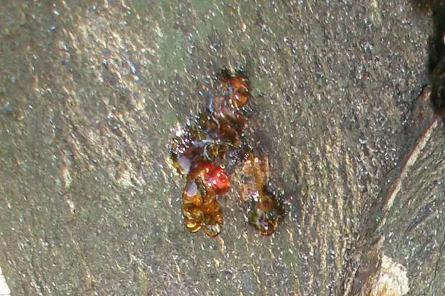 Citrus Collar Rot Oozing Sap 800X451px LS Credit ED