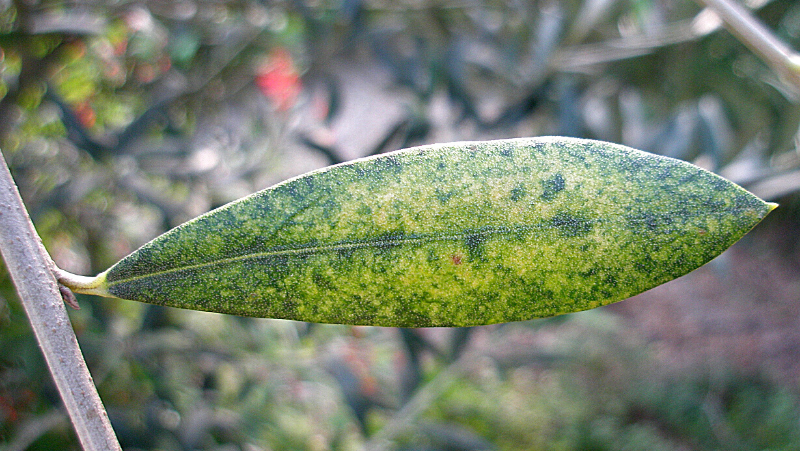 Olive Lace Bug 800X451px LS ED (2)