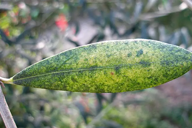 Olive Lace Bug 800X451px LS ED (2)