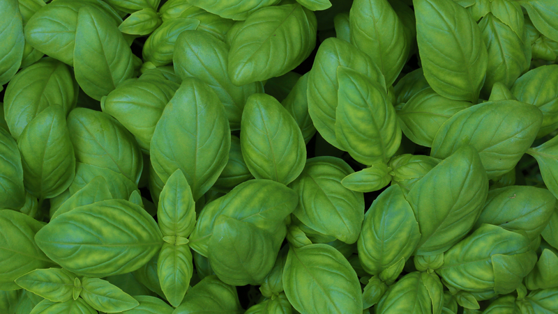 Basil Image