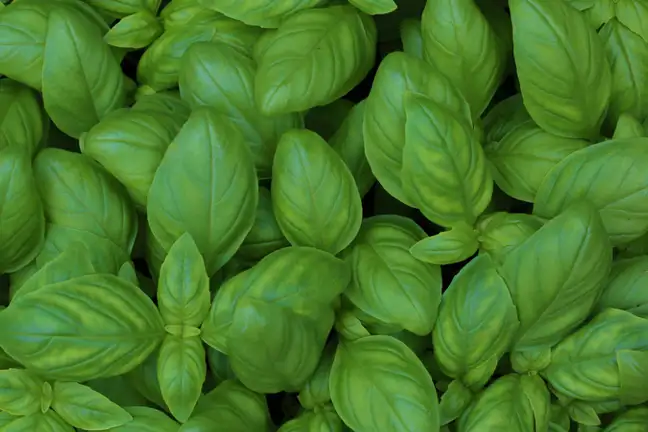 Keystone Spring Basil The Big Five in the Spring Vegie Patch