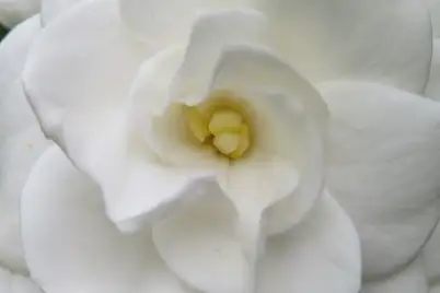 Gardenia