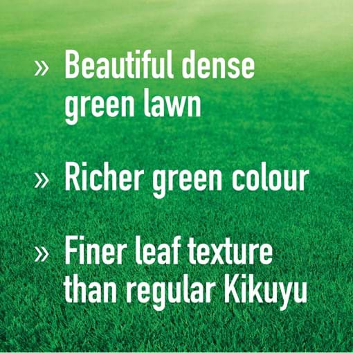 Munns_USP_dense_green_lawn_richer_green_fine_leaf_kikuyu.jpg (1)
