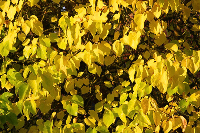 yellow autumn foliage of cercis tree judas tree