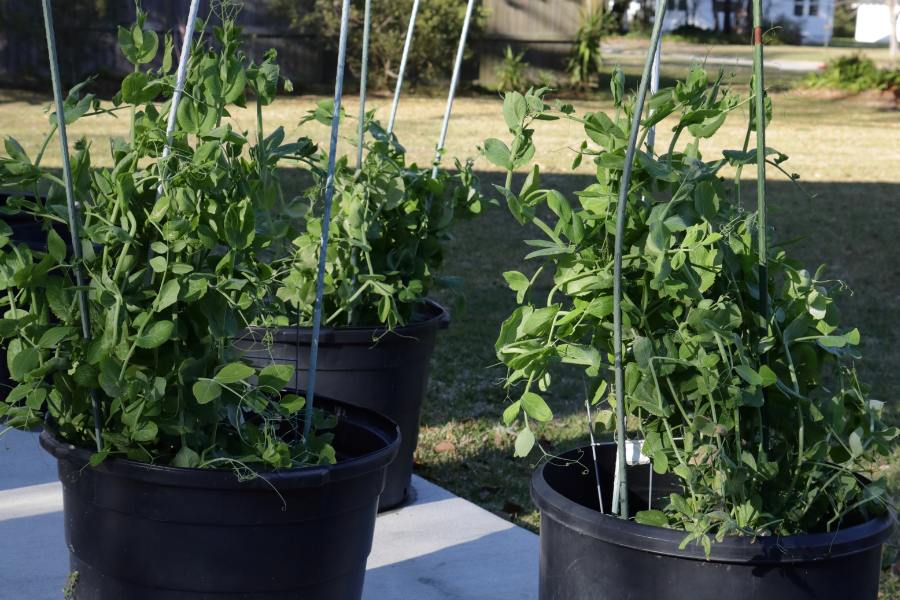 Sugarsnap Peas in pots with a trellis