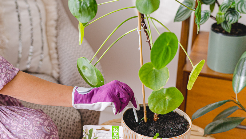 Connie Thrive Spikes Image