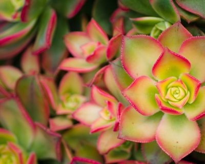 Aeonium