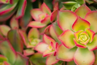Aeonium