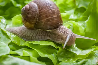 Snails slugs