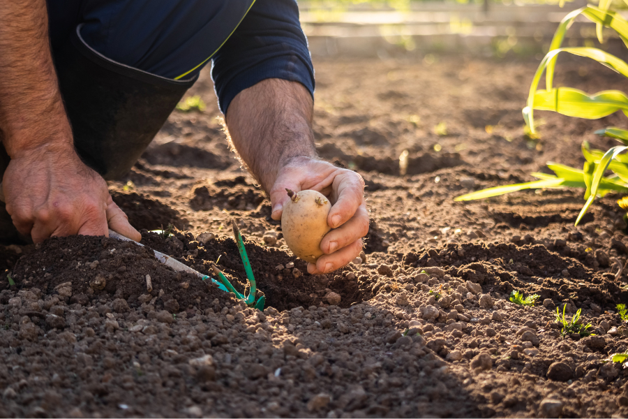 person planting a potato in a garden