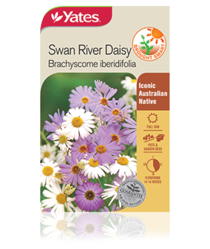Swan River Daisy Garden Seeds Yates Australia
