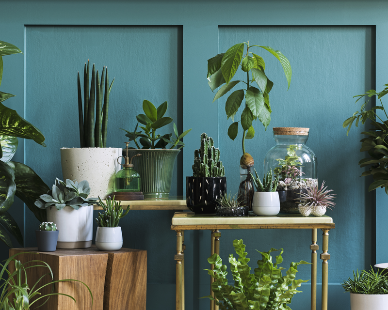 Indoor Plant Care