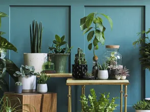 Indoor Plant Care