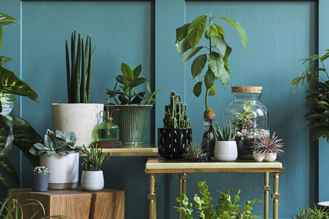beautiful display on indoor plant in decorative pots, including an avocado tree (50cm tall) that has been propagated in a vase of water