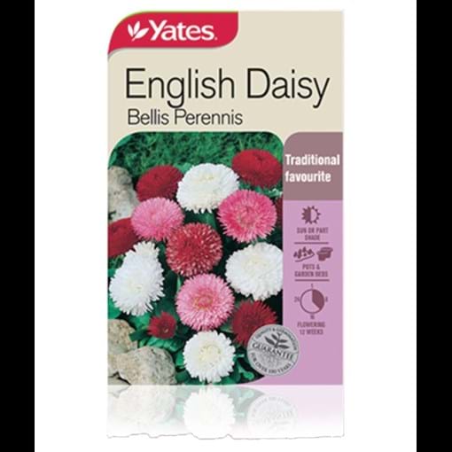 english_daisy.jpg