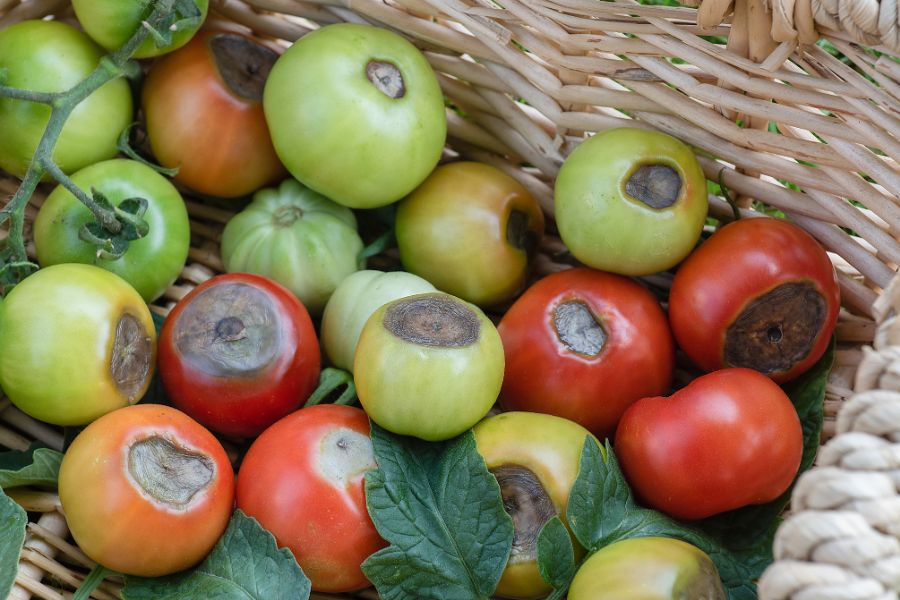 Blossom end rot on the base of tomato