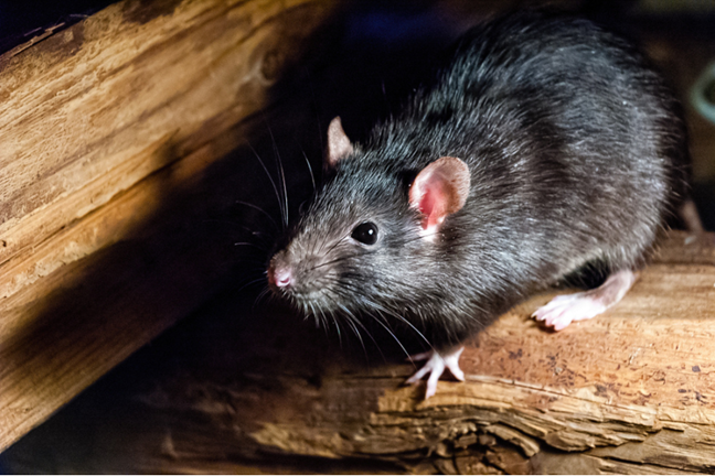 Black Rat or Roof Rat Rattus Rattus sitting on a piece of timber