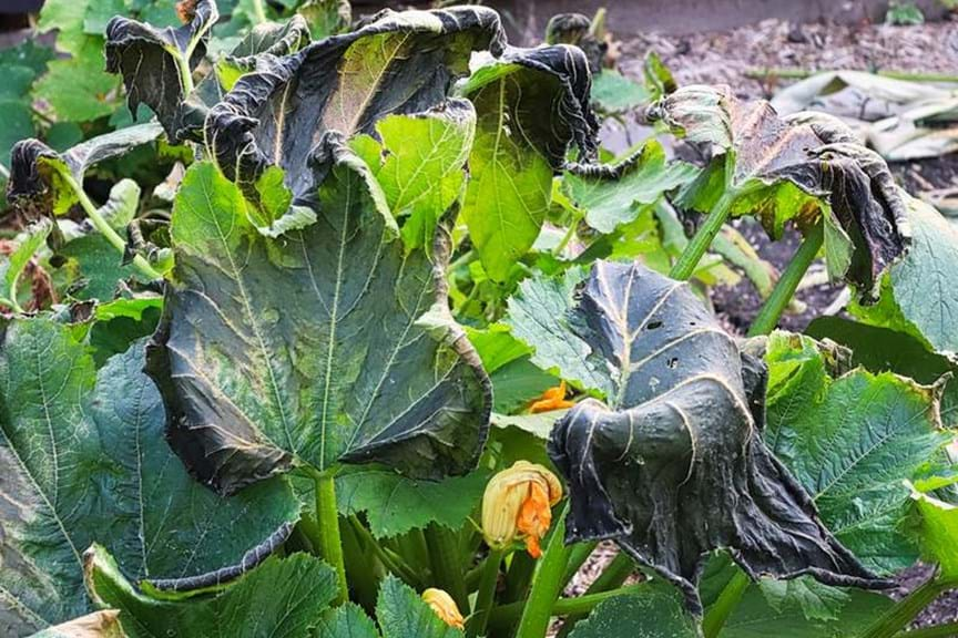 Image above: frost damaged Zucchini