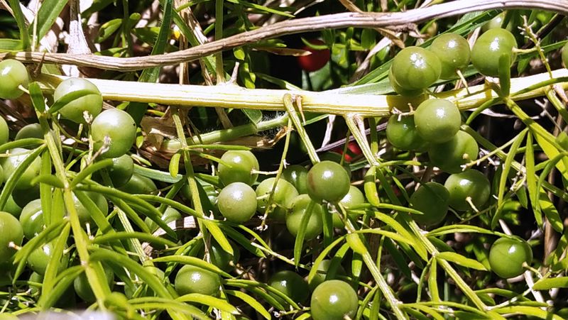 Asparagus Fern Unripe Fruit Credit Elise Dando 800X451 Px LS
