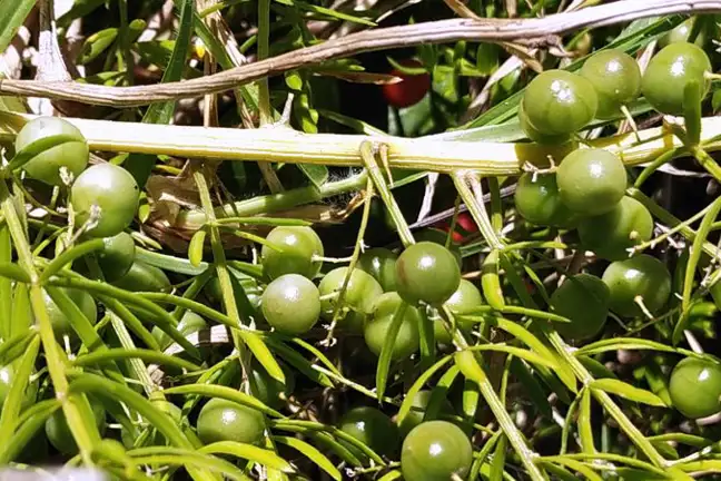 Asparagus Fern Unripe Fruit Credit Elise Dando 800X451 Px LS