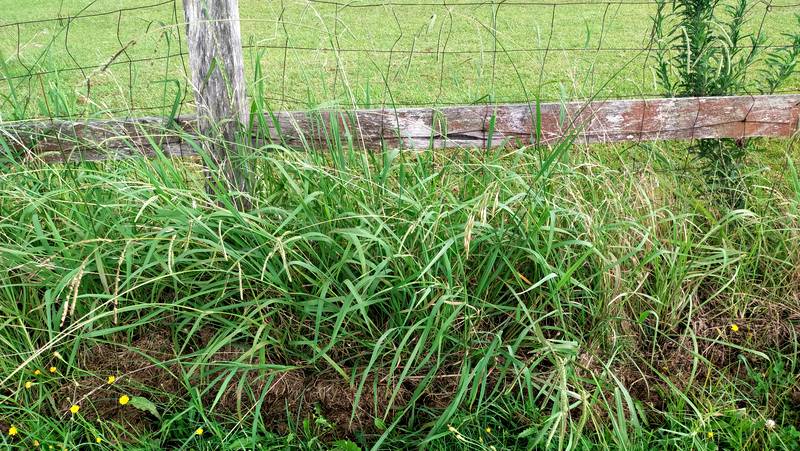 paspalum weed growing next to a timber fence