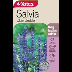 Salvia Blue Bedder