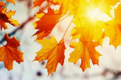 Autumn Gardening Essentials