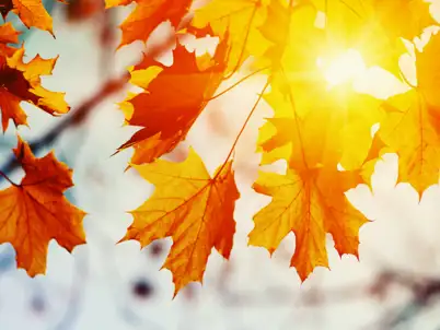 Autumn Gardening Calendar