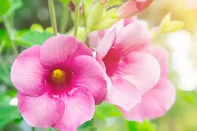 Allamanda