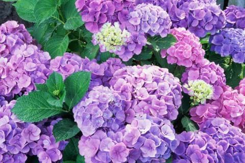 How to Grow Hydrangea