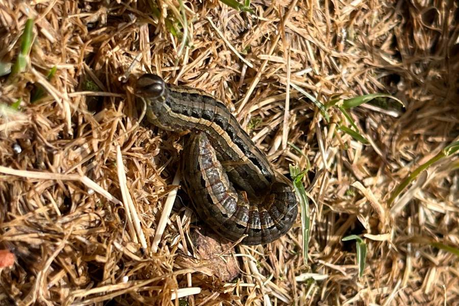 Lawn Armyworm