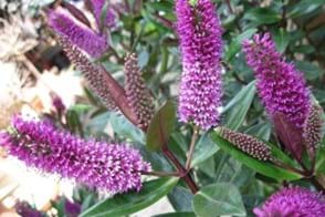 How to Grow Hebes