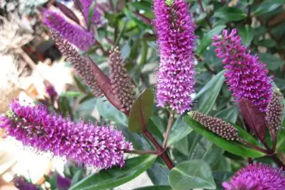 Hebes