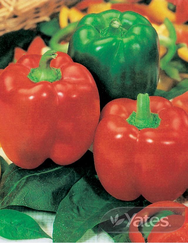 Capsicum Californian Wonder Organic | Vegetables | Yates Seeds for Gardens