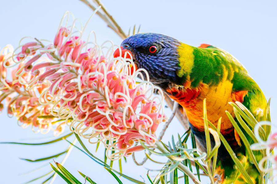 Rainbow Lorikeet Feeding on a pink Grevillea Flower