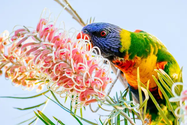 Rainbow Lorikeet Feeding on a pink Grevillea Flower