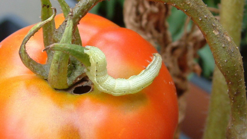 Budworm Tomato LS