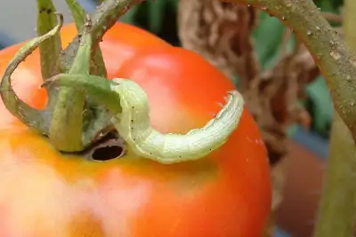 how to get rid of tobacco budworms on petunias? The Battle of the Budworms: