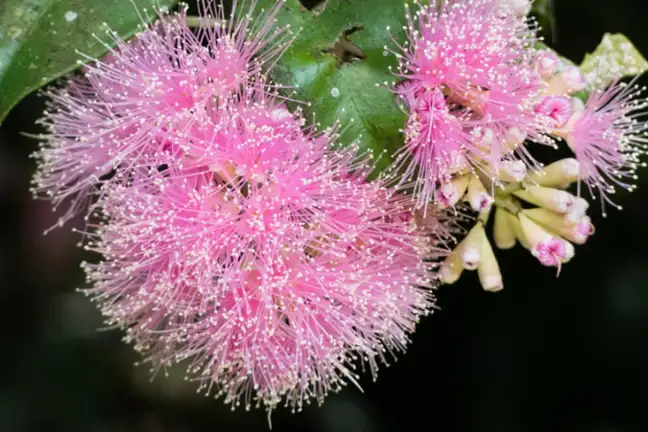 Syzygium Cascade Flower Lilly Pilly
