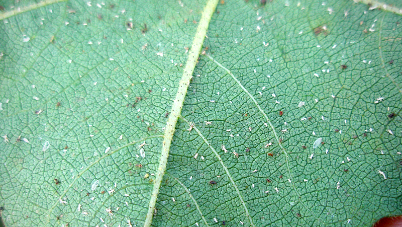 Image above: Aphid exoskeletons or 'skin casts' shed after moulting (image courtesy of Elise Dando)